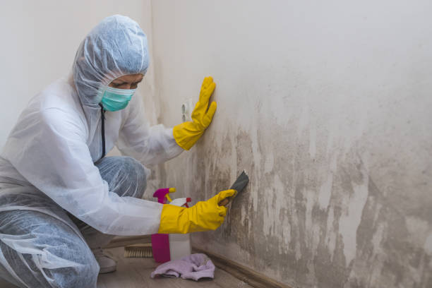 Trusted Fort Riley, KS Mold Remediation Experts